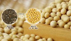 科学家团队联合攻关，发现控制大豆产量与品质的关键基因